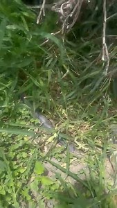 ‼️‼️‼️🔴🥹🔴🙏🙏 se ocupa ht porfavor solo la chica lo puede resguardar momentáneamente anda muy asustado es cieguito Ya están con el perrito cieguito en colonia cerca de mezquital en Apodaca es colonia privada necesita ATN VET y ht inf conmigo 8131074760 whats | Adopta UN Perrito FELIZ