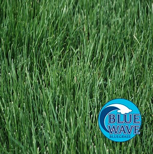 Blue Wave® Bluegrass | Grass Pad