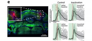 Neurons in cerebellum reveal surprising level of activity during learning