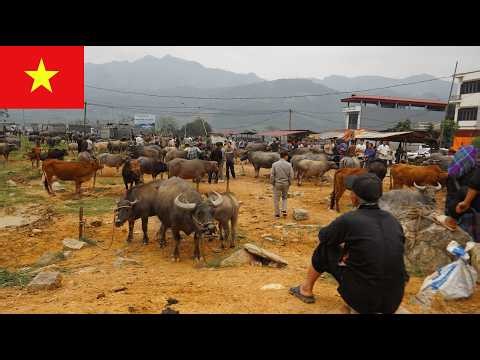 Hidden Vietnam 🇻🇳 | Exploring the Vibrant Coc Ly Highland Market