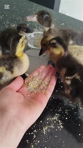 “I thought I was feeding ducks… not starting a food fight! 🦆😅”