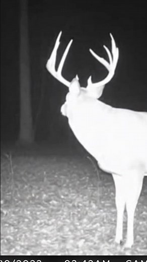 This Buck's Rack is Insane Clean Trail Cam Deer Footage 🦌🌲🔥 #antlers #wildlife #hunting