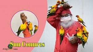 Sun Conures • Parrots of Shuka Vana #birds #parrot #parrots #mysore #conure #sunconure | SGS Birds - Shuka Vana