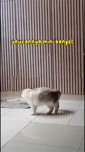 PAPANYA GEMES LIAT BOCIL #shotbyriri #cat #youtubeshorts #capcut #fypシ #fyp