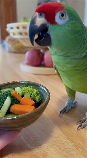 🦜🤣 ‘No More Diet! #FunnyParrot #TalkingBirds #ViralVideo
