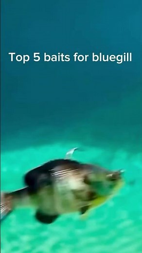 Top 5 baits for bluegill #fishing #baits #bluegill #lures