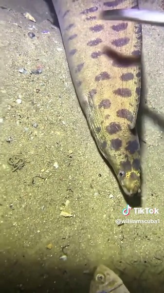 Diving Adventures: Catching Seafood from the Ocean