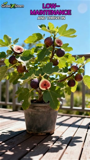 5 Minute Hack for Growing Fruit Plants in Containers at Home