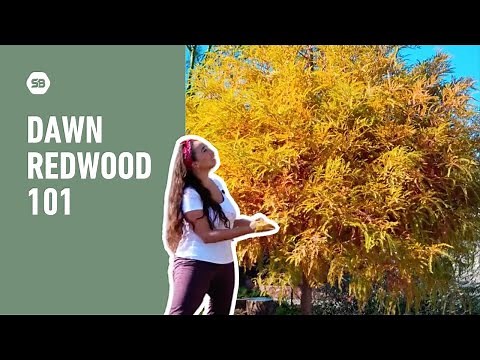This Tree Was Thought to Be Extinct—Dawn Redwood 101