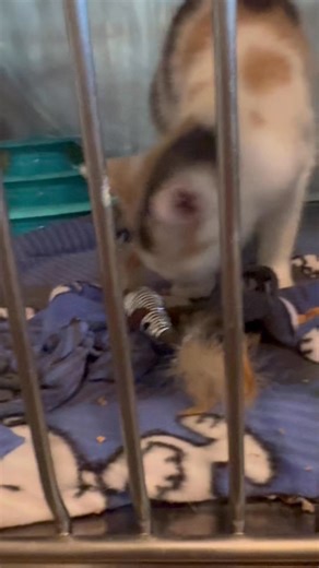 2.4K views · 68 reactions | Santa Claus paid the CNY SPCA a visit!! The animals loved Christmas in July!! Thank you so much to everyone who donated!  虜 | CNY SPCA | Facebook