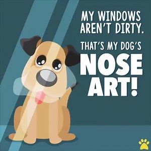 230K views · 689 reactions |    | Pet Videos Daily | Facebook