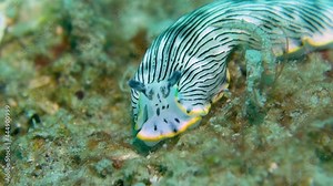Strange White Black Striped Nudibranch Sea Slug Searches Ocean Bottom for Food