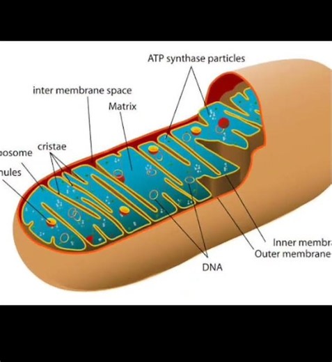 Cellular respiration is the vital biochemical process by which cells convert chemical energy from