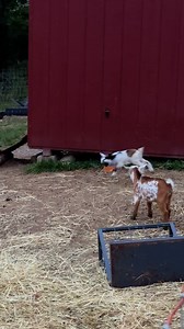 2.9M views · 84K reactions | ⚡️ WARNING: BABY GOATS ON THE LOOSE! These tiny chaos machines are unstoppable — springing, bouncing, and zipping around like they own the place. One second they’re sweet and cuddly, the next they’re a blur of hops and mischief racing past each other. Zero fear, maximum energy, and endless entertainment packed into one adorable crew. #reelsvideo #reelschallenge #farmlife #babygoats | Fallen Willow Acres | Facebook