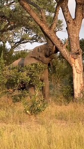 With a mighty push, the elephant topples the tree—not out of destruction, but survival. 🌳🐘 These intelligent giants often fell trees to access roots, bark, and fresh leaves, shaping entire ecosystems in the process. Nature's architects at work!" #ElephantWisdom #WildlifeEducation #NatureInBalance #SavannahSecrets #fyp #trending #viral | PIN Holiday Safaris