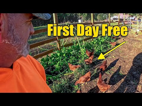 Free Ranging Chickens with Hawk Netting