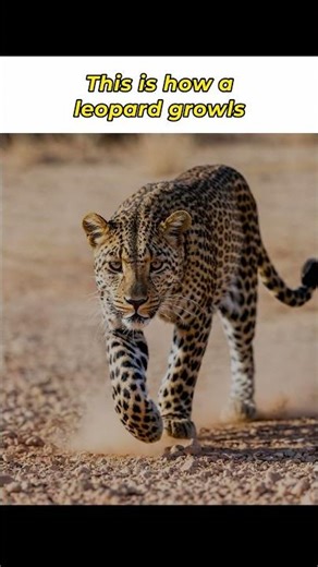 Leopard Growl Sound #animals #wildlife #shorts