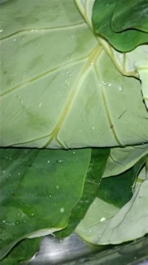 arbi ke patto ka pakoda ||maharastra allu wadi || arbi ki respi #food #cooking #youtube #shorts