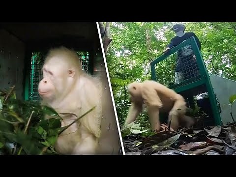 Albino Orangutan Released Into Wild After Being in Captivity