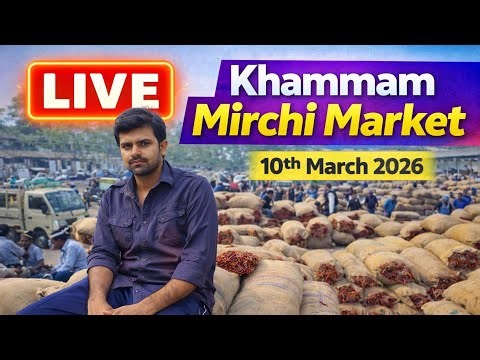 Khammam Mirchi Market Live | ఈరోజు ఖమ్మం జెండా పాట 10th #mirchi #price #today #telangana #virallive