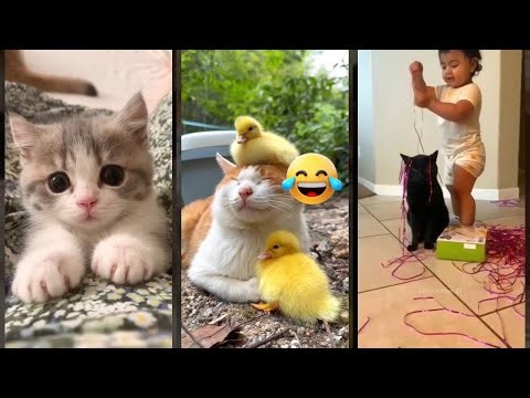 Cute Kittens 😻 Will Cheer you Up 🥰 #FunnyCats Part 1337