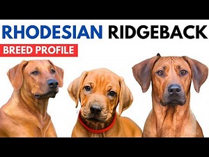 Rhodesian Ridgebacks Breed Profile History Price - Traits - Rhodesian Ridgebacks Dog Grooming Needs