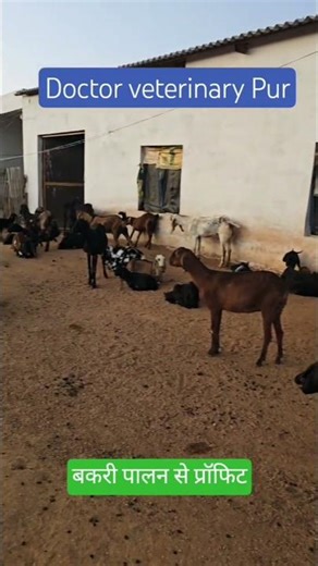 बकरी पालन//se profit कैसे करें#shorts #youtubeshorts #bakripalankaisekre #shortvideo #farming #yt