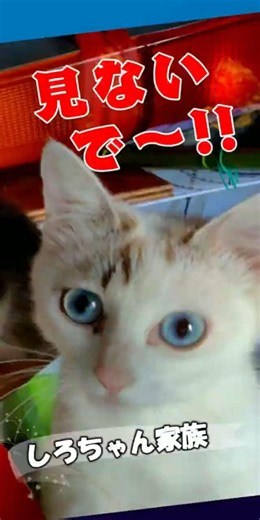 見ないで～...私しろお母さん #Shorts #可愛い子猫