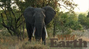 44K views · 519 shares | WE watch in awe as one of our guides, Tristan, comes face-to-face with a gentle giant while surrounded by his elephant friends in Djuma Private Game Reserve. | Wildearth | Facebook