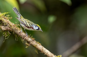 Your month-by-month guide to unique birds in Michigan this fall