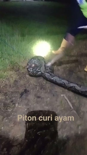 ular piton kalimantan,,curi ayam