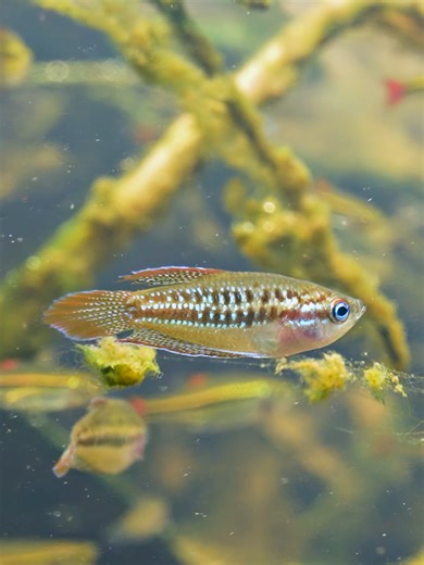 Discovering Fish Species in a Thai Ditch