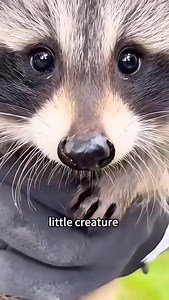 2.6K views | He is sad about losing his house, but we will build him a new, happier house | Animamotion | Facebook