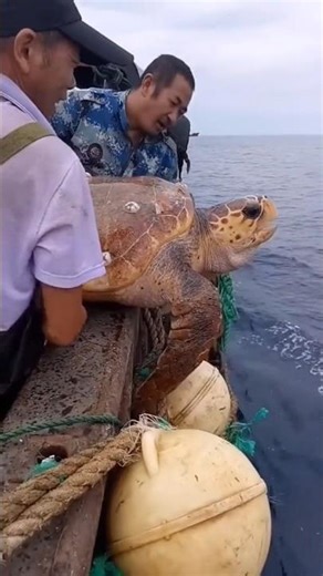 Fishing Man Help!! barnacle removal on turtle