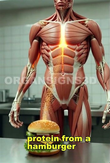 What Happens to Your Body After Eating a Hamburger? |3D Medical Animation #medicalanimation #health
