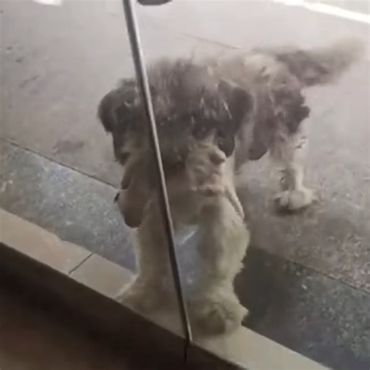 12K views · 533 reactions | M2010002 Mother Dog Begs Stranger to Save Her Dying Puppy part1 | Indolore | Facebook