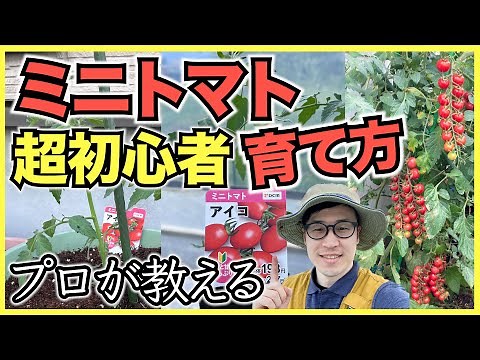 [Cherry Tomatoes] How to Grow and Plant Cherry Tomato Seedlings for Beginners in Home Gardening [...