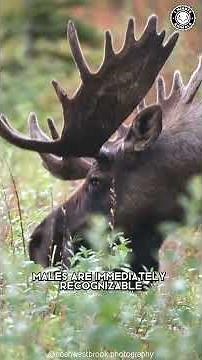 Moose 🦌 The Shocking Size of These Animals
