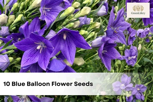 10 Blue Balloon Flower Seeds | Platycodon Grandiflorus | Hardy Perennial Bellflower - Etsy