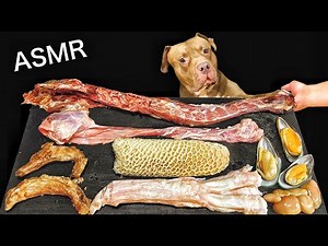 世界最強にかわいい犬ピットブルの咀嚼音がヤバすぎる【ASMR】