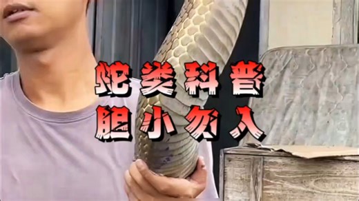 科普分享蛇的种类，胆小勿入！