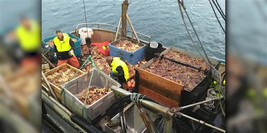 Oregon commercial Dungeness crab season to partially open Dec. 16
