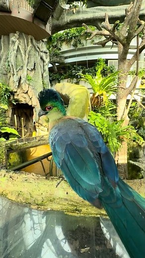 Walk with Tropical Birds in The Green Planet