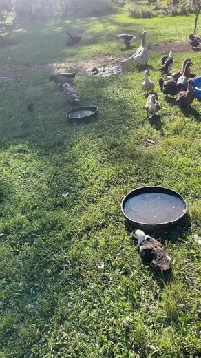 Farm Mom🐣 (@bigfarmingdeal)’s videos with original sound - Farm Mom🐣