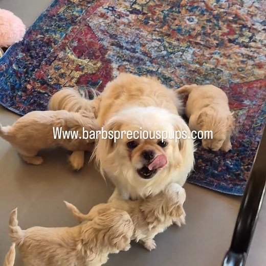 Happy Healthy Social Puppies from Our Home to Yours #foryoupage #maltipoo #furbabies #shihpoo #peekapoo #adorablepuppy | Barb's Precious Pups-Shih Tzu, Shorkie, Maltipoo Puppies