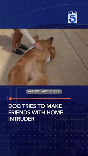 Dog tries to make friends with home intruder