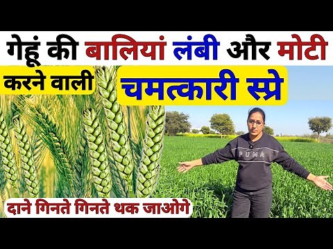 गेहूं में चमत्कारी स्प्रे 😲बालियां लंबी होगी | gehu ki bali lambi kaise kare | Gehu ki kheti | npk