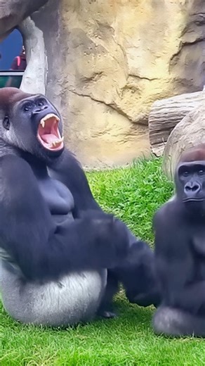 The GorillaTouch on Instagram: "Just wait… what he does next is pure innocence 👀 #funny #gorilla #shorts #viralreels #trendingreels"