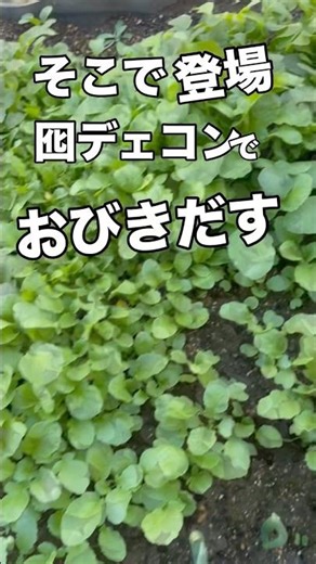 【囮大根】ネコブを集めるぜ！ #ネコブ対策 #囮大根 #家庭菜園