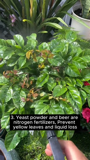 2.2K views · 50 reactions | Five uses of baking powder #gardening #gardentools #gardeningtools #tool #tools #gardeningmakemehappy #handtools #cooltools #satisfying #gardeners #gardeninspiration #gardening #trees #tree #treesofinstagram #treestreestrees #treestagram #gardeningtips | Gardening Lover | Facebook